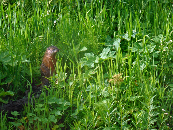 marmot